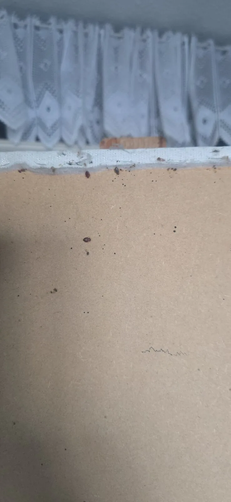 Rodent inspection at a London property served by Tom & Jerry Pest Control