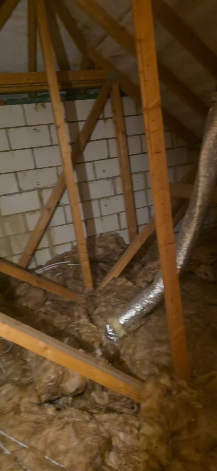 Flea and insect treatment site in Gwynedd by Tom & Jerry Pest Control
