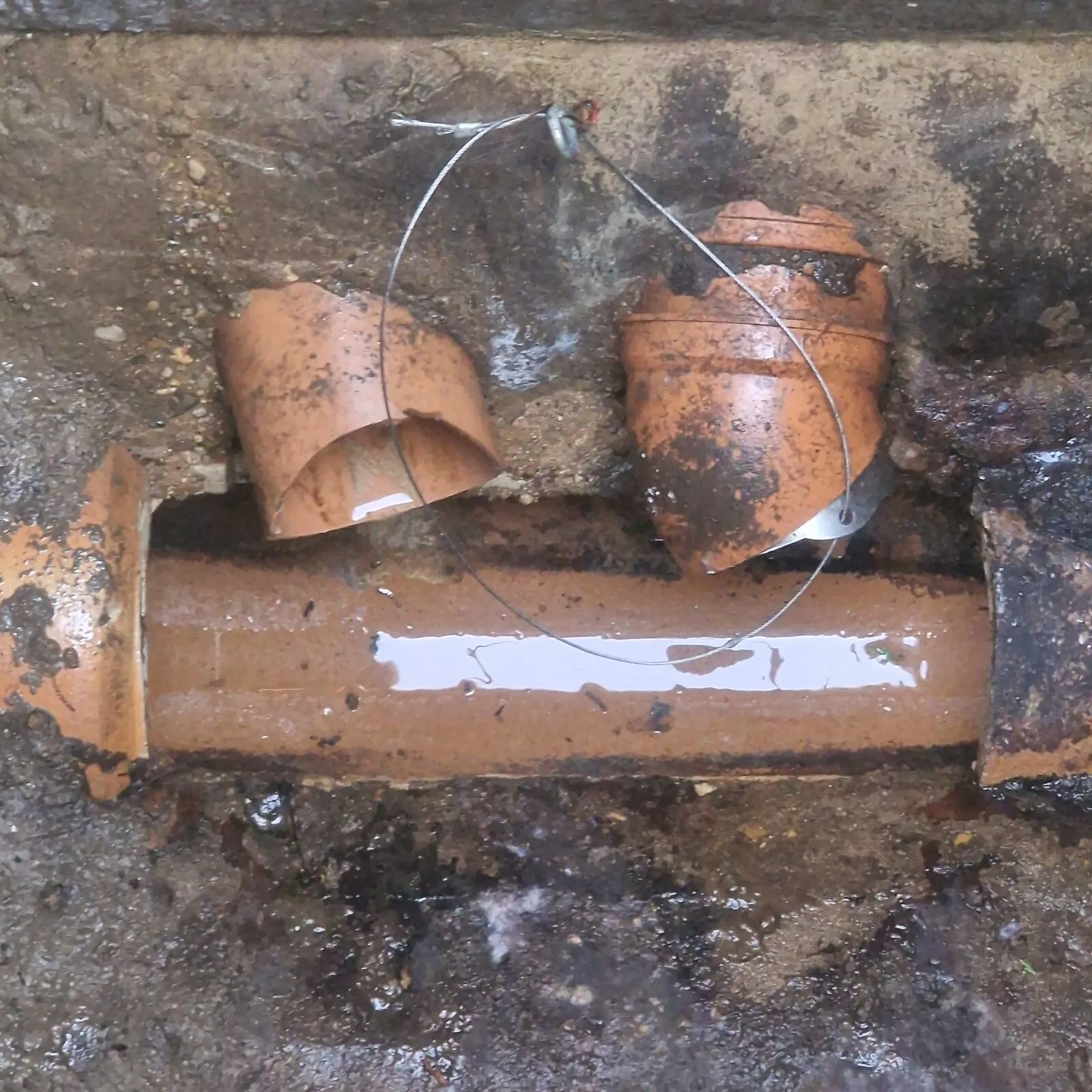 Squirrel control site in Gwent covered by Tom & Jerry Pest Control